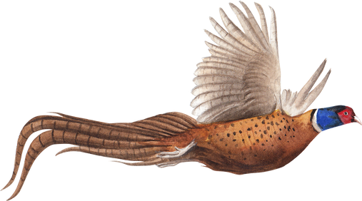 Pheasant Bird Animal 