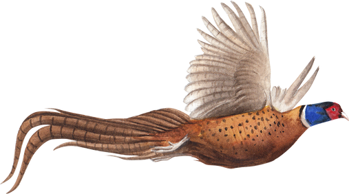 Pheasant Bird Animal